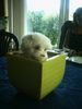 Malteser Foto: Sunny mit 8 Wochen (ID 6084) Malteser Hund