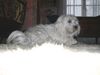 Malteser Foto: Tania (ID 20154) Malteser Hund