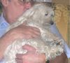 Malteser Foto: Tania (ID 20153) Malteser Hund