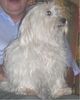 Malteser Foto: Tania (ID 20151) Malteser Hund