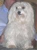 Malteser Foto: Tania (ID 20152) Malteser Hund