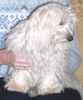 Malteser Foto: Tania (ID 20158) Malteser Hund