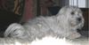 Malteser Foto: Tania (ID 20160) Malteser Hund