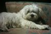 Malteser Foto: Tobi auf der Couch (ID 12385) Malteser Hund