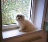 Malteser Foto: Tobi auf dem Fensterbankerl (ID 15200) Malteser Hund