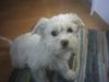 Malteser Foto: mein kleiner Tobi (ID 12003) Malteser Hund
