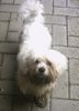 Malteser Foto: Tobi ganz dreckig (ID 12005) Malteser Hund