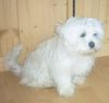 Malteser Foto: Tobi (ID 12004) Malteser Hund