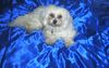 Malteser Foto: Tobi (ID 15201) Malteser Hund