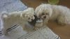 Malteser Foto: Tobi und Jimmy beim Spielen (ID 22039) Malteser Hund