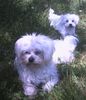 Malteser Foto: Tobi und Jimmy gemütlich im Garten (ID 22040) Malteser Hund