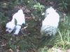 Malteser Foto: Tobi und Jimmy auf Entdeckungsreise im Wald (ID 22041) Malteser Hund