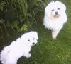 Malteser Foto: Tobi und Jimmy (ID 22043) Malteser Hund