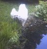 Malteser Foto: Tobi und Jimmy bei unserem Fischeich (ID 22044) Malteser Hund