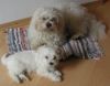 Malteser Foto: Tobi und Jimmy (ID 22045) Malteser Hund