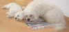 Malteser Foto: Tobi und Jimmy beim Schlafen (ID 22046) Malteser Hund