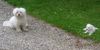 Malteser Foto: Tobi und Jimmy im Garten (ID 22047) Malteser Hund