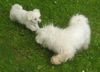 Malteser Foto: Tobi und Jimmy beim Spielen (ID 22048) Malteser Hund