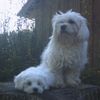 Malteser Foto: meine Süßen (ID 22049) Malteser Hund