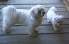 Malteser Foto: Tobi & Jimmy bei unserer Fischerhütte (ID 22050) Malteser Hund