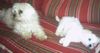 Malteser Foto: Tobi & Jimmy (ID 22051) Malteser Hund