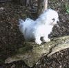 Malteser Foto: Tobi im Wald (ID 22054) Malteser Hund