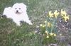 Malteser Foto: mein Tobi (ID 22055) Malteser Hund
