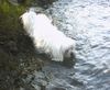 Malteser Foto: Tobi im Wasser beim Bach (ID 22058) Malteser Hund