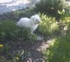Malteser Foto: Tobi bei uns im Garten (ID 22059) Malteser Hund