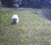 Malteser Foto: Tobi bei unserem Teich (ID 22060) Malteser Hund