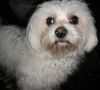 Malteser Foto: Tobi (ID 22061) Malteser Hund