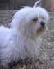 Malteser Foto: King Tobi (ID 34728) Malteser Hund