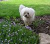 Malteser Foto: Tobi im Garten (ID 22062) Malteser Hund