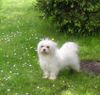 Malteser Foto: Tobi im Garten (ID 22063) Malteser Hund