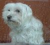 Malteser Foto: Tchüss Bonni, ich vermisse Dich! (ID 31456) Malteser Hund