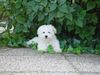 Malteser Foto: Unser Boss(i) (ID 14917) Malteser Hund