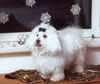 Malteser Foto: Schöne Weihnachten 2003/2004 (ID 7679) Malteser Hund