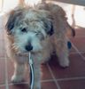Malteser Foto: Zahnpflege (ID 7309) Malteser Hund