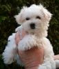 Malteser Foto: Und noch eine hübsche Dame! (ID 12274) Malteser Hund