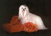 Malteser Foto: ... darum nennt man Malteser auch den (ID 12275) Malteser Hund