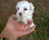 Malteser Foto: Meine kleine BübüÜüü (ID 5084) Malteser Hund