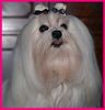 Malteser Foto: E.T.s Moonwalker Li-La-Launebär VDH/FCI (ID 20800) Malteser Hund