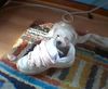 Malteser Foto: ein schuh ist was tolles :) (ID 6597) Malteser Hund