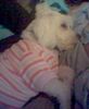Malteser Foto: Mein Baby mit Shirt =) (ID 12340) Malteser Hund