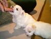 Malteser Foto: Puppies (ID 12354) Malteser Hund