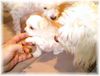 Malteser Foto: Puppies (ID 12352) Malteser Hund