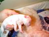 Malteser Foto: Malteser-Baby (ID 12353) Malteser Hund