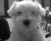 Malteser Foto: Meine kleine Hexe (ID 6595) Malteser Hund