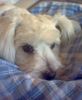 Malteser Foto: Mein Baby (ID 12341) Malteser Hund