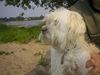 Malteser Foto: Beanie (ID 6286) Malteser Hund